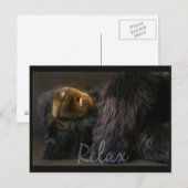 Relax Postkarte mit Schlafbär (Vorne/Hinten)