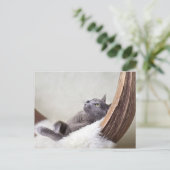 Relaxed Cat Postkarte (Stehend Vorderseite)
