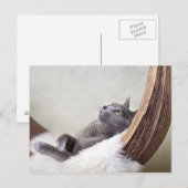 Relaxed Cat Postkarte (Vorne/Hinten)
