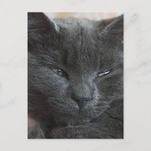 Relaxte Kitten Postkarte