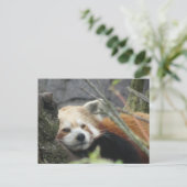 Relaxte Red Panda DIY Postkarte (Stehend Vorderseite)