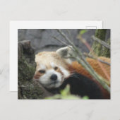 Relaxte Red Panda DIY Postkarte (Vorne/Hinten)