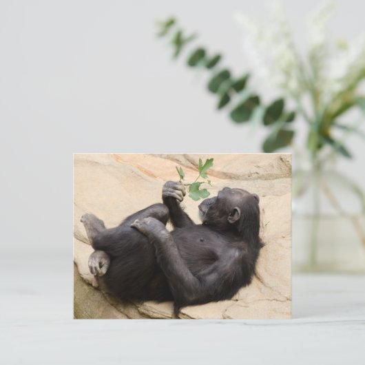 Relaxter Schimpanse Postkarte (Stehend Vorderseite)