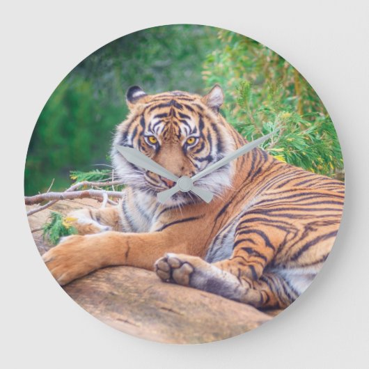 Relaxter Tiger Große Wanduhr (Vorderseite)