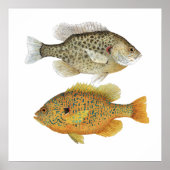 Relieb & Pumpkinseed Sunfish Art Poster (Vorne)