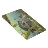 Relieb Sunfish Painting Magnet (Rechte Seite)