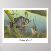 Relieb Sunfish Painting Poster (Vorne)