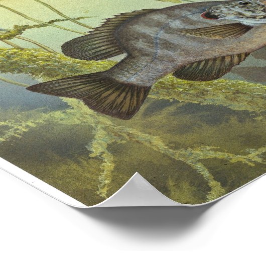 Relieb Sunfish Poster (Ecke)