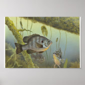 Relieb Sunfish Poster (Vorne)