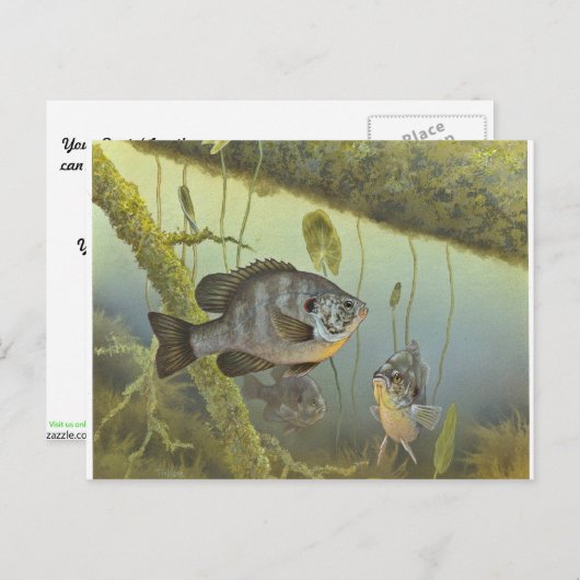 Relieb Sunfish Postkarte (Vorne/Hinten)