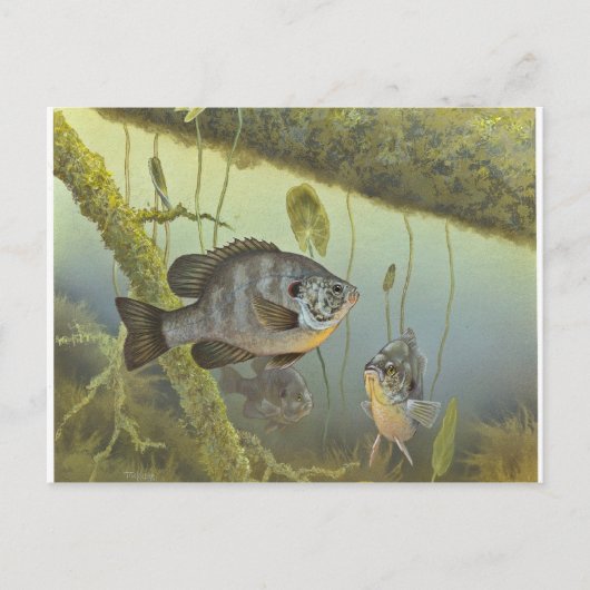 Relieb Sunfish Postkarte (Vorderseite)