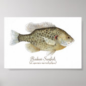 Relieber Sunfish Art Poster (Vorne)