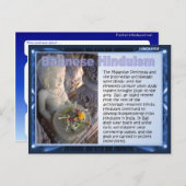 Religion, balinesischer Hinduismus Postkarte (Vorne/Hinten)