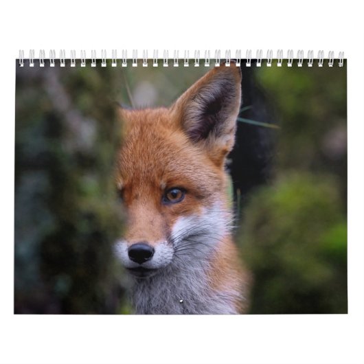 Renard-Kalender, Calendar Fox, Forest Forest Kalender (Titelbild)
