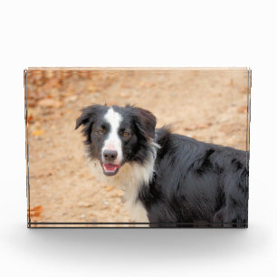 Rene Fotoblock