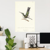 Rene Primevere Lesson - Reproduction Hummingbird Poster (Heimbüro)