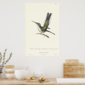 Rene Primevere Lesson - Reproduction Hummingbird Poster (Küche)