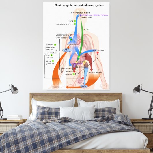 Renin-Angiotensin-System-Diagramm Leinwanddruck (Insitu (Schlafzimmer))