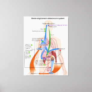 Renin-Angiotensin-System-Diagramm Leinwanddruck