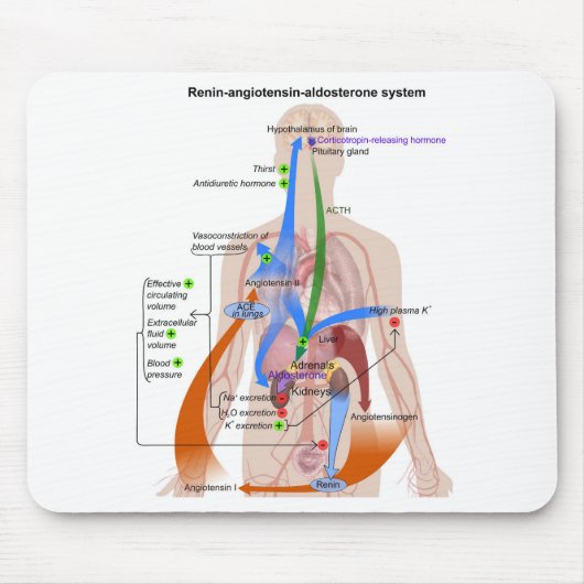 Renin-Angiotensin-System-Diagramm Mousepad (Vorne)