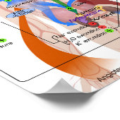 Renin-Angiotensin-System-Diagramm Poster (Ecke)