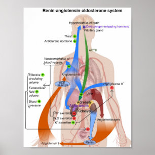 Renin-Angiotensin-System-Diagramm Poster