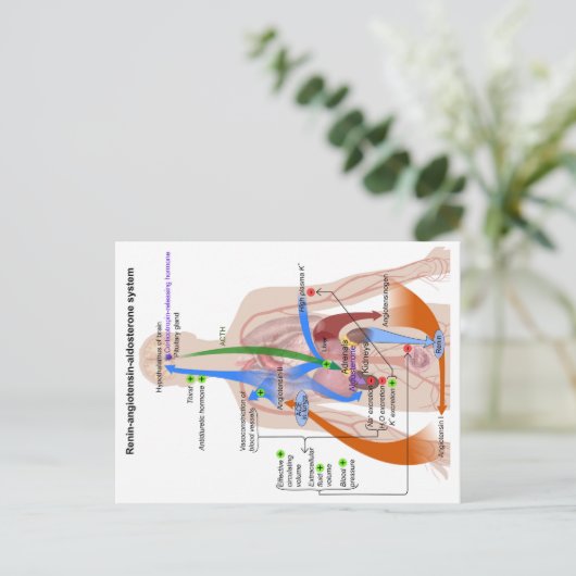 Renin-Angiotensin-System-Diagramm Postkarte (Stehend Vorderseite)