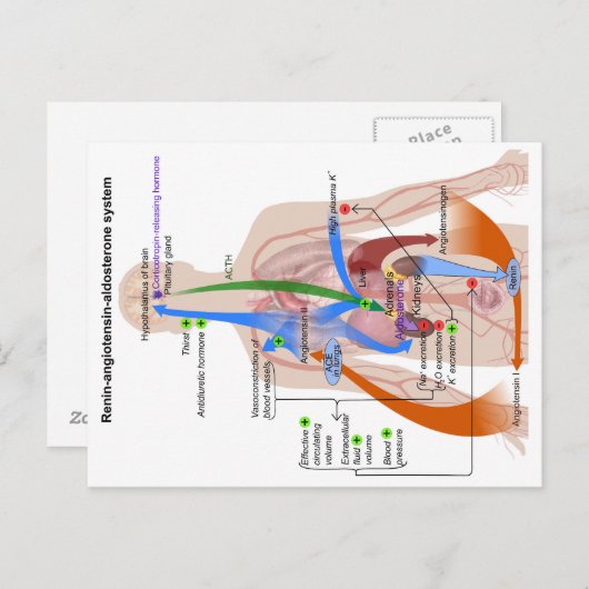 Renin-Angiotensin-System-Diagramm Postkarte (Vorne/Hinten)