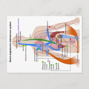 Renin-Angiotensin-System-Diagramm Postkarte