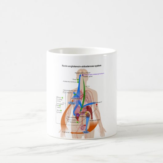 Renin-Angiotensinsystem (RAS) Diagramm Kaffeetasse (Mittel)