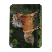 Rennen Magnet (Vertikal)