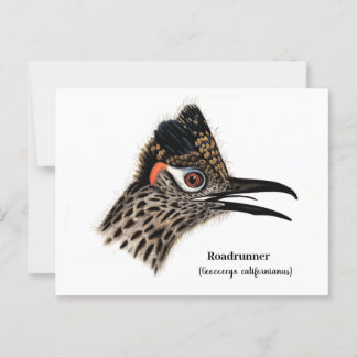 Rennkuckuck (Geococcyx californianus) Postkarte
