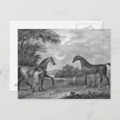 Rennpferde Schwarzweiss Postkarte (Vorne/Hinten)