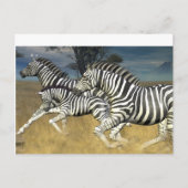 Rennstreifen - Zebra Postkarte (Vorderseite)