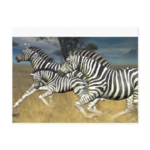Rennstreifen - Zebra Postkarte
