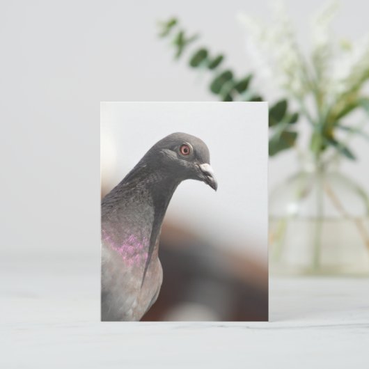 Renntaube Postkarte (Stehend Vorderseite)