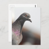 Renntaube Postkarte (Vorne/Hinten)