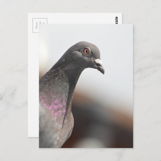 Renntaube Postkarte (Vorne/Hinten)