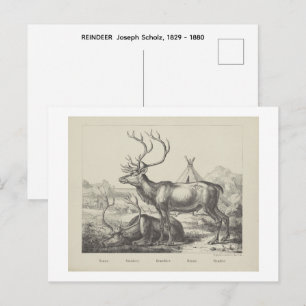 RENNTIER Joseph Scholz, 1829 - 1880 Postkarte