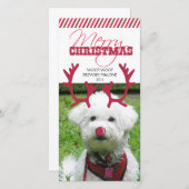 Rentier Antler & Red Nose Weihnachten Pet! (Vorne/Hinten)