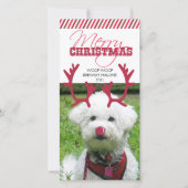 Rentier Antler & Red Nose Weihnachten Pet! (Vorderseite)