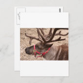 Rentier bei Anchorage, Alaska, USA Postkarte (Vorne/Hinten)