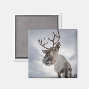 Rentier Foto Magnet