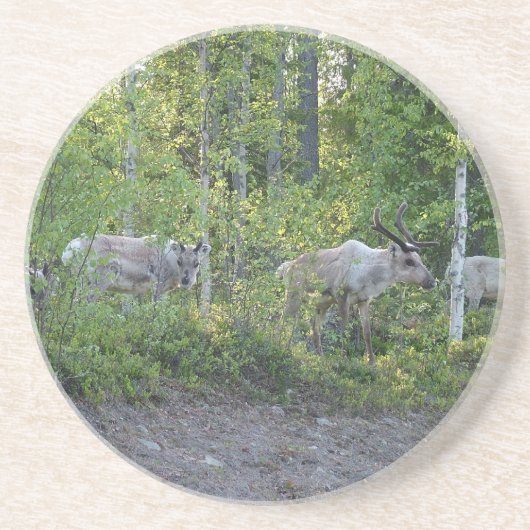 Rentier im Lappland-Untersetzer Sandstein Untersetzer (Vorne)