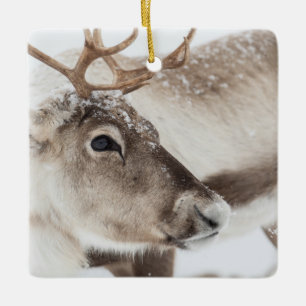 Rentier in der norwegischen Naturfotografie Keramikornament