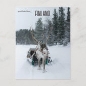 Rentier in Kittilä Lapland Finnland Postkarte (Vorderseite)