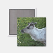 Rentier in Lappland-Magnet Magnet (Vorderseite/Rückseite)