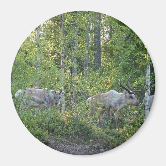 Rentier in Lappland-Magnet Magnet (Vorne)