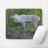 Rentier in Lapplandmousepad Mousepad (Mit Mouse)