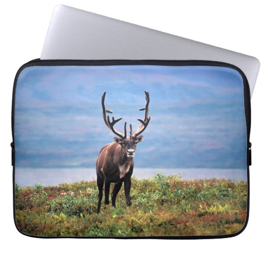 Rentier | Nationalpark Denali, Alaska Laptopschutzhülle (Vorderseite)